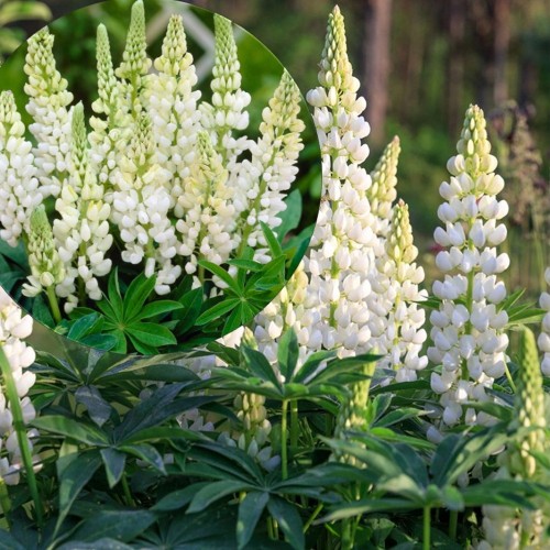 Lupinus polyphyllus 'Gallery White' - Hulgalehine lupiin 'Gallery White' P9/0,55L
